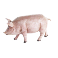 Cerdo de durexina patinado