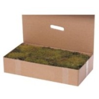Caja de musgo natural de 1 kg Oliver