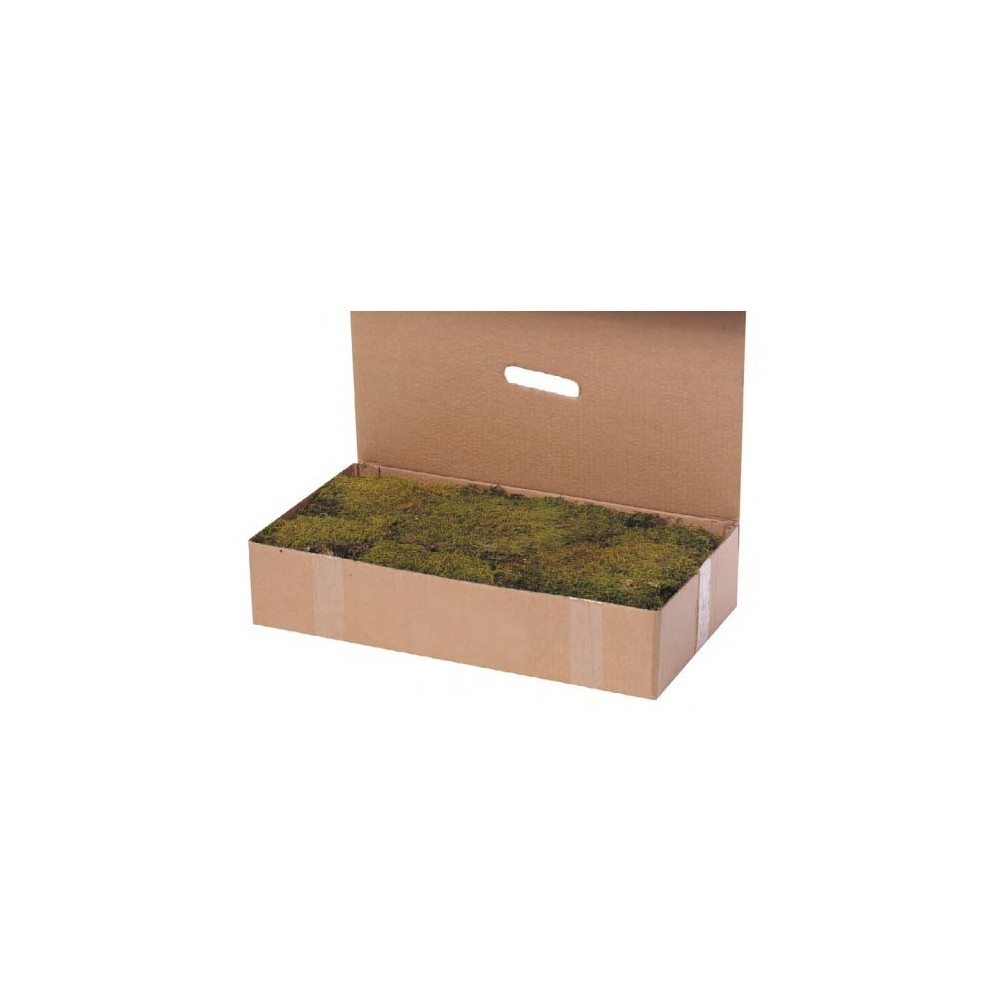 Caja de musgo natural de 1 kg Oliver