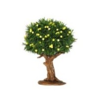 Limonero con frutos 14 cm, 6 unidades